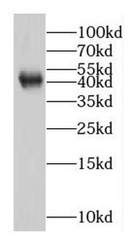 EGFL7 Rabbit Polyclonal Antibody