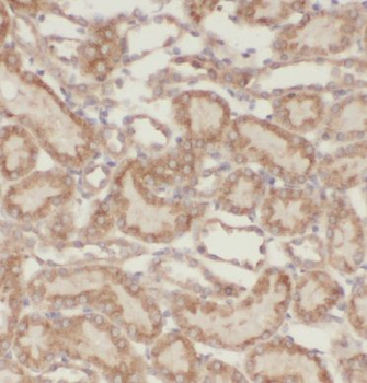 EGFL7 Rabbit Polyclonal Antibody