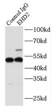 EHD2 Rabbit Polyclonal Antibody