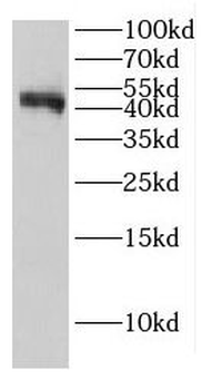 EI24 Rabbit Polyclonal Antibody