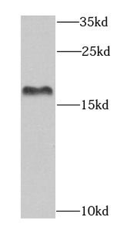 EIF1AX Rabbit Polyclonal Antibody
