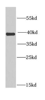 EIF3H Rabbit Polyclonal Antibody
