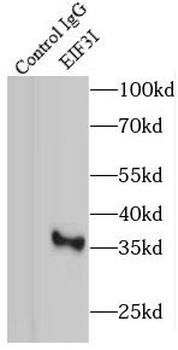 EIF3I Rabbit Polyclonal Antibody