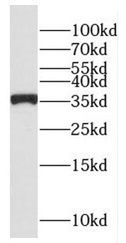 EIF3I Rabbit Polyclonal Antibody