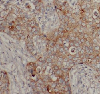 EIF3I Rabbit Polyclonal Antibody