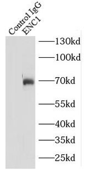 ENC1 Rabbit Polyclonal Antibody