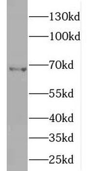 ENC1 Rabbit Polyclonal Antibody