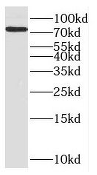 ENOX1 Rabbit Polyclonal Antibody