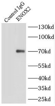 ENOX2 Rabbit Polyclonal Antibody