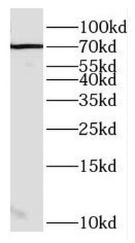ENOX2 Rabbit Polyclonal Antibody