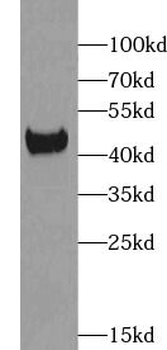 ERK1/2 Rabbit Polyclonal Antibody