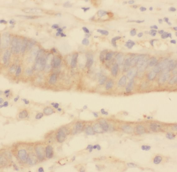 ERK1/2 Rabbit Polyclonal Antibody