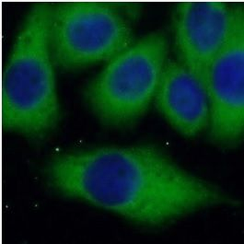 ERK1/2 Rabbit Polyclonal Antibody