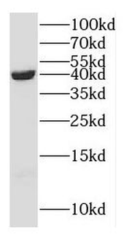 ERK1/2 Rabbit Polyclonal Antibody