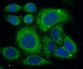 ERK1/2 Mouse Monoclonal Antibody