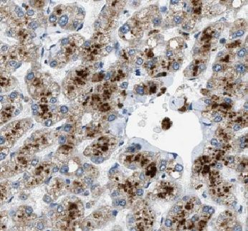 ERP29 Rabbit Polyclonal Antibody