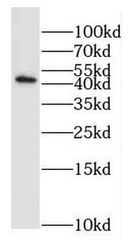EXOG Rabbit Polyclonal Antibody