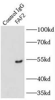 FAF2 Rabbit Polyclonal Antibody