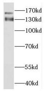 NIBAN1 Rabbit Polyclonal Antibody