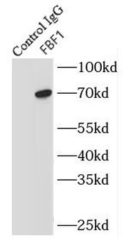 FBF1 Rabbit Polyclonal Antibody