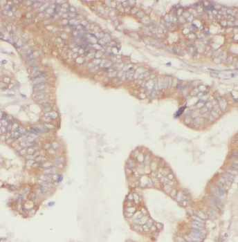 FBF1 Rabbit Polyclonal Antibody