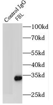 FBL Rabbit Polyclonal Antibody