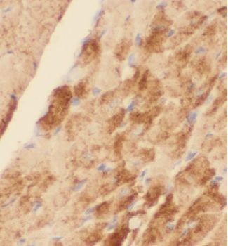 FBXO32 Rabbit Polyclonal Antibody