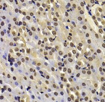 FBXW7 Rabbit Polyclonal Antibody