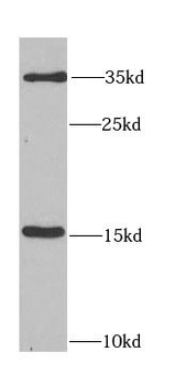 FGF1 Rabbit Polyclonal Antibody