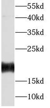 FGF12 Mouse Monoclonal Antibody