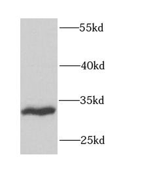 FGF13 Rabbit Polyclonal Antibody