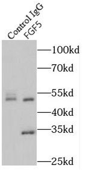 FGF5 Rabbit Polyclonal Antibody