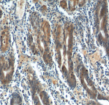 FGF5 Rabbit Polyclonal Antibody