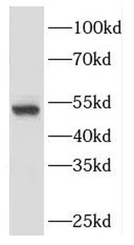 CEP43 Rabbit Polyclonal Antibody