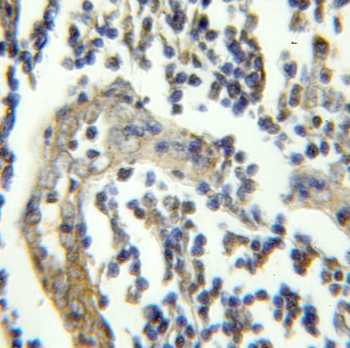 CEP43 Rabbit Polyclonal Antibody