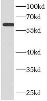 FBLN5 Mouse Monoclonal Antibody