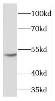 FICD Rabbit Polyclonal Antibody