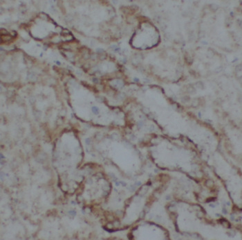 FICD Rabbit Polyclonal Antibody