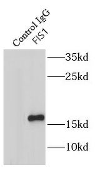 FIS1 Rabbit Polyclonal Antibody