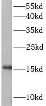 FIS1 Rabbit Polyclonal Antibody