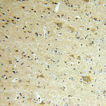 FIS1 Rabbit Polyclonal Antibody