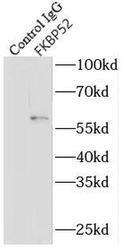 FKBP4 Rabbit Polyclonal Antibody