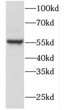 FKBP4 Rabbit Polyclonal Antibody