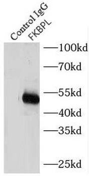 FKBPL Rabbit Polyclonal Antibody