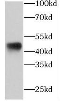 FKBPL Rabbit Polyclonal Antibody