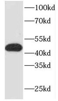 FKBPL Rabbit Polyclonal Antibody
