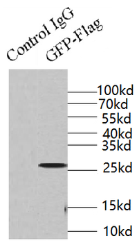 Flag tag Mouse Monoclonal Antibody