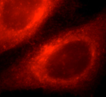 FLOT1 Rabbit Polyclonal Antibody