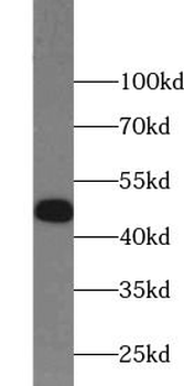 FLOT1 Rabbit Polyclonal Antibody