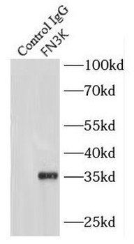 FN3K Rabbit Polyclonal Antibody
